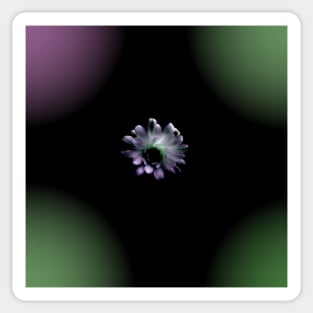 Cactus Flower in the Dark Sticker